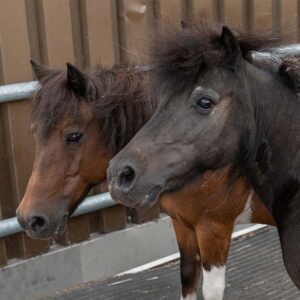 unsere Ponys Bianca und Jöggi